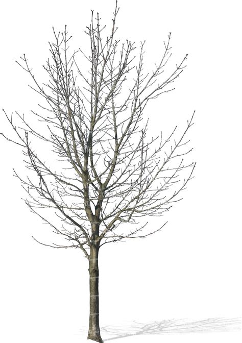 Recycled plastic containers are great for plant. cut out bare tree - VIShopper