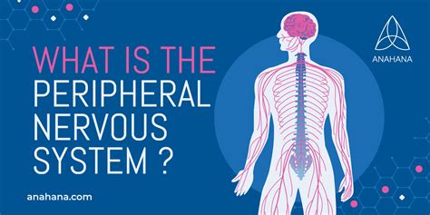 Peripheral Nerve Structure