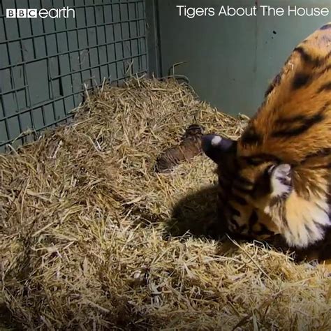 Tigers About The House Tiger Gives Birth To Twins Celebrations As