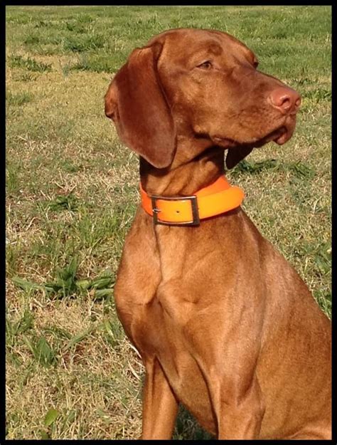 The Vizsla A Guide For Owners Pethelpful