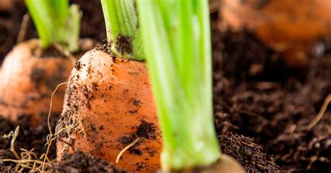 How to make manure to use in your garden. How to use chicken manure pellets | lovethegarden