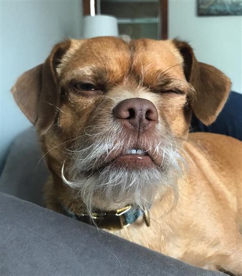 Bacon On Instagram Mondays Got Bacon Like 😑 Dog Expressions