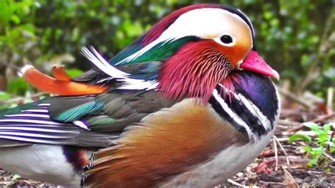 Mandarin duck, wood ducks (6 imgs): Rare Birds Observed in Pyongyang | Explore DPRK