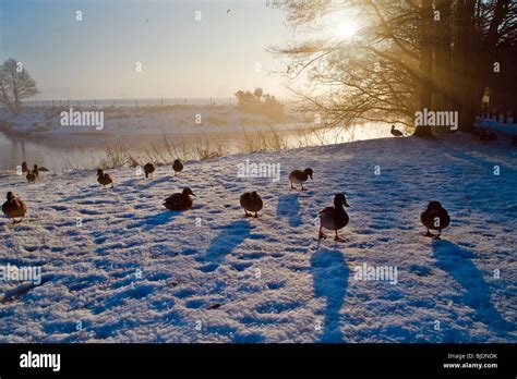 Mallard Duck In The Sun Hi Res Stock Photography And Images Alamy