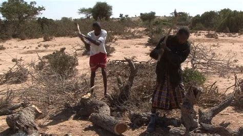 Charcoal Business Threatens Deforestation In Northern Somalia Bbc News