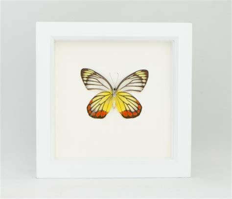 Butterfly Art Display Painted Jezebel Butterfly Bug Under Glass