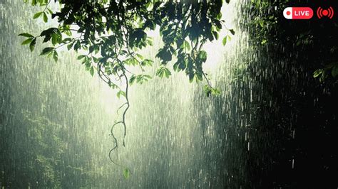 🔴 Heavy Rain Asmr Gentle Raining Sound Thundering Asmr Youtube