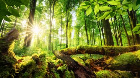 Forest Scenery With Beautiful Sun Rays Stock Image Image