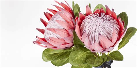 King Protea Natural Coricraft Flower Arrangements Simple