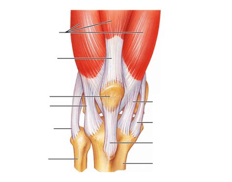The Ligaments and Tendons of the Knee