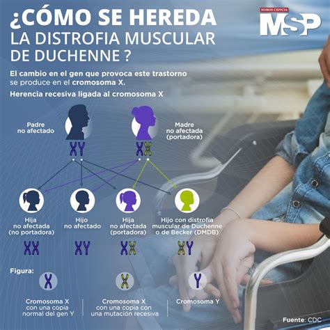 Como se hereda la distrofia muscular de DUCHENNE Infografía by MSP