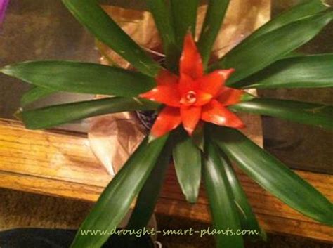 Same day or next day delivery is available. Bromeliads - odd and unusual and intriguing plants
