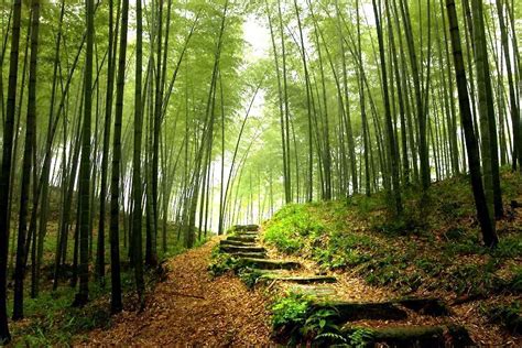 Pristine Bamboo Forests In South China By Feng Jiang Phd From His