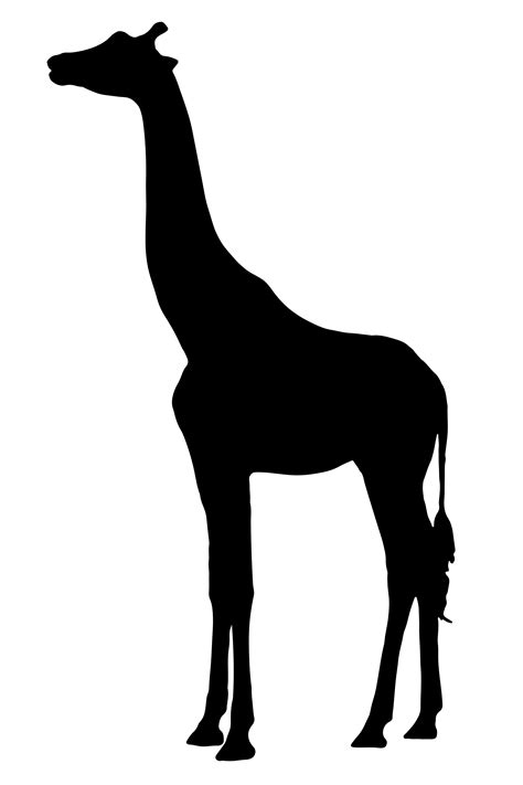 African Giraffe Silhouette At Getdrawings Free Download