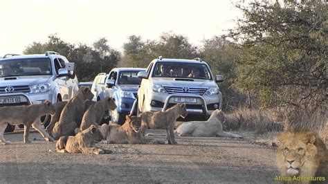 Massive Lion Sighting Causing Chaos On Kruger Park Road