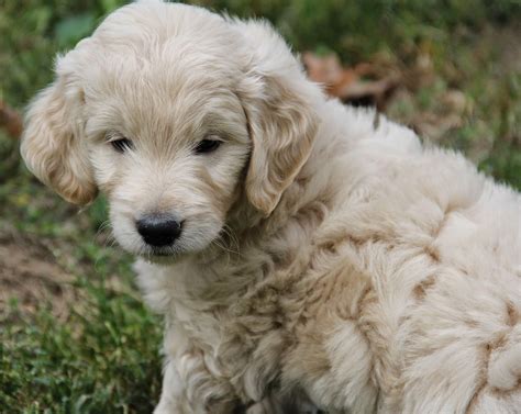 How big will my goldendoodle puppy be? Yesteryear Acres - Doodle Days : Monday Goldendoodle Puppy ...