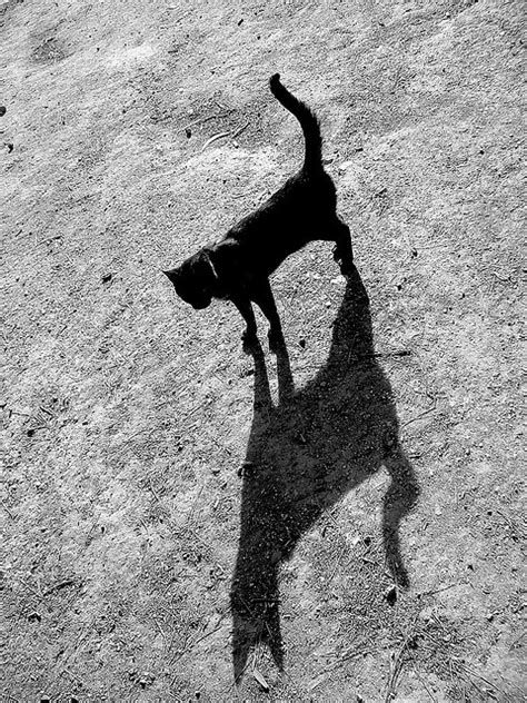 The Cat And His Shadow O Gato E A Sua Sombra 1 Cat Shadow Shadow