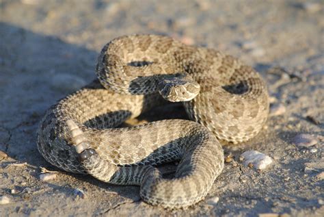 Prairie Rattlesnake Abmi Blog