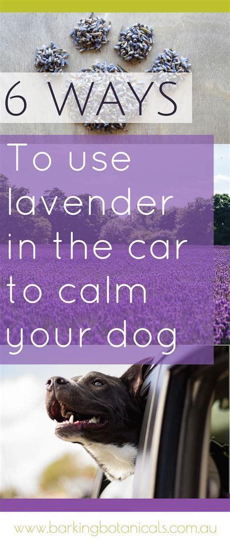 Apr 10, 2021 · this is why you should know how to calm an over excited dog quickly. 6 Ways To Use Lavender In The Car To Calm Your Dog ...