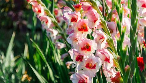 Gladiolen (gladiolus) sind knollenstauden, die aus dem süden und zentralafrika kommen.heute werden sie bereitwillig in unseren gärten angebaut. Gladiolen im Garten richtig pflanzen und pflegen
