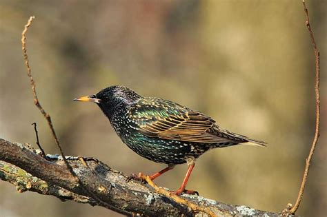 Starling Bird Identification Guide Bird Spot