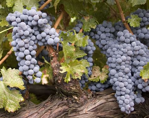 Mika clusters are made of 5mm float glass, have an 1/2 bevel, and a 3mm edge. The Black Grapes of Bordeaux