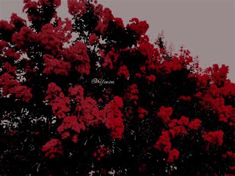 Maybe you would like to learn more about one of these? red backgrounds, rose aesthetics, blackpink and aesthetic ...