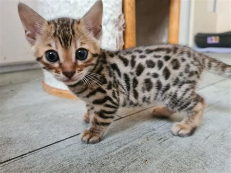 Bengal Kitten Kätzchen Reinrassig Mit Stammbaum Breisach Bengal Cat