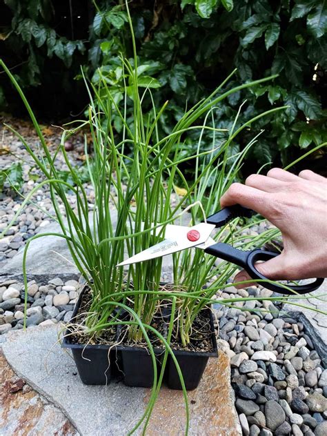 How to grow onions: from seed or sets to harvest