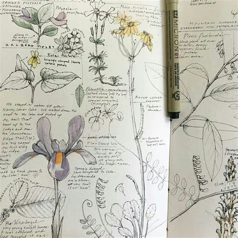 laragastinger instagram | Plant sketches, Nature sketch, Botanical