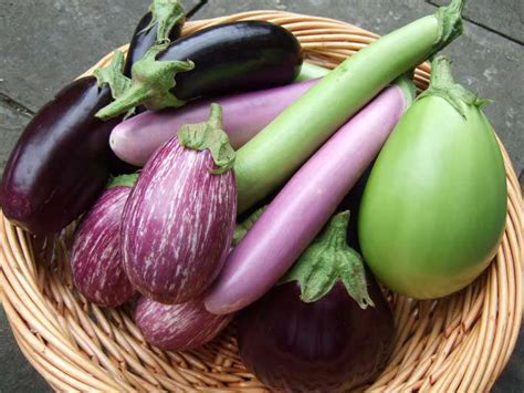 We did not find results for: Brinjal Farming Detailed Information Guide | Agri Farming