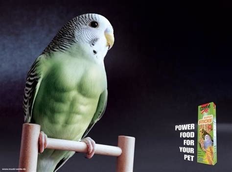 Buff Budgies Budgies Funny Animal Memes Australian Parrots