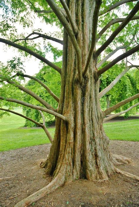 Big Tree Trunk And Long Branches At Brookeside Ga Stock Image Image