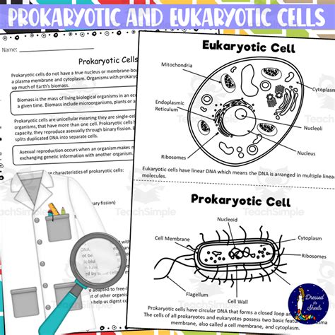 Prokaryotic And Eukaryotic Cells Worksheets By Teach Simple