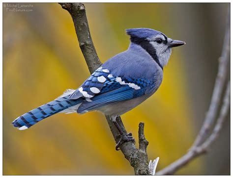 Photo Oiseaux Bleus Les Plus Belles Photos Par Bonjour Nature Photo