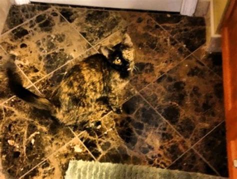 10 Purrfectly Camouflaged Cats Can You Spot The Cats