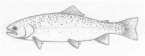 Rainbow Trout Drawing Sketch Coloring Page