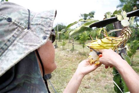 962 likes · 204 talking about this. De forma pioneira, agricultora planta pitaia em Juazeiro ...