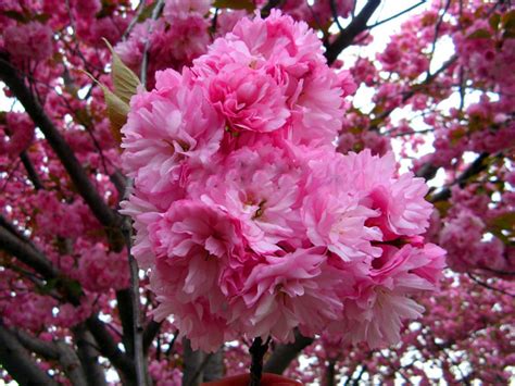 Tree Japanese Sakura Rare Cherry Blossoms Flowers Plant In Bonsai Diy