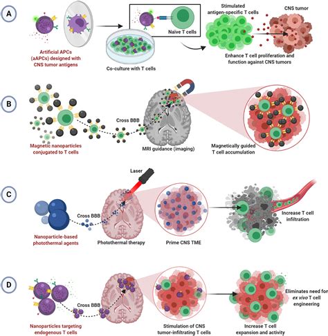 Frontiers Nanoparticles For Enhanced Adoptive T Cell Therapies And