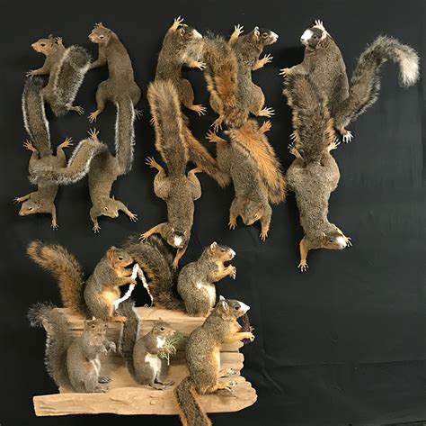 Ellzeys Taxidermy Squirrel Kits For Do It Yourself Squirrel Mounting