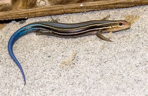 Southeastern Five Lined Skink Facts Habitat Diet Life Cycle Baby