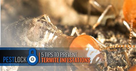 It would be great to hear from you! Residential Pest Control Portland: Termite Infestation ...