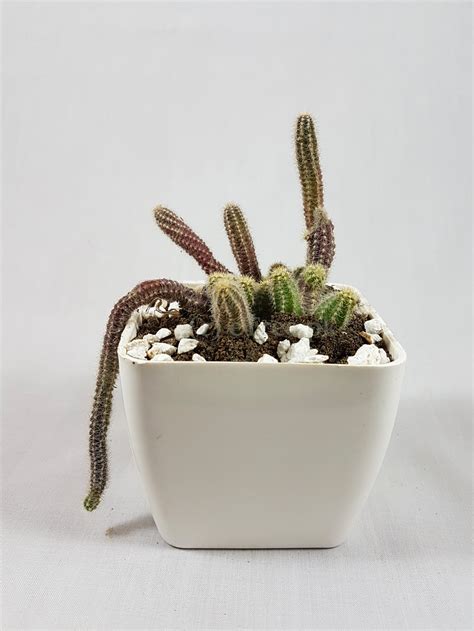This means that it can store water in its stems, roots, and leaves. Buy Cleistocactus winteri | Monkey Tail Cactus Online