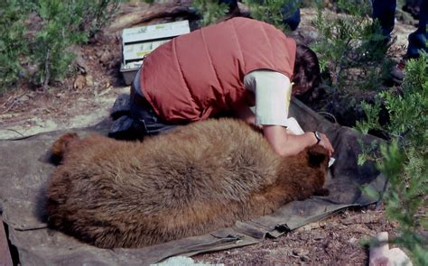 american black bear ursus americanus being examined as p… flickr