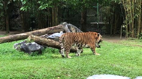 1, lorong koperasi 1, medan koperasi, taiping, perak, 34000, malaysia. Malayan Tiger - Zoo Taiping Perak, Malaysia - YouTube