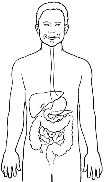 Digestive System Coloured Diagram