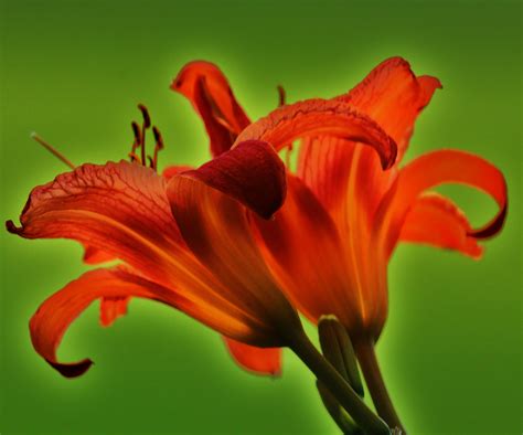 Orange Day Lilies Birds And Blooms