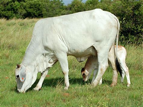 Filebrahman Cow And Calf Wikimedia Commons