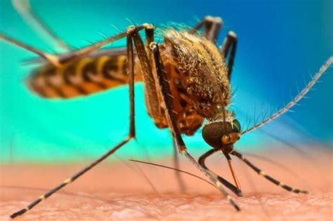 Drug Resistant Malaria Gaining Ground In Africa Study Reveals
